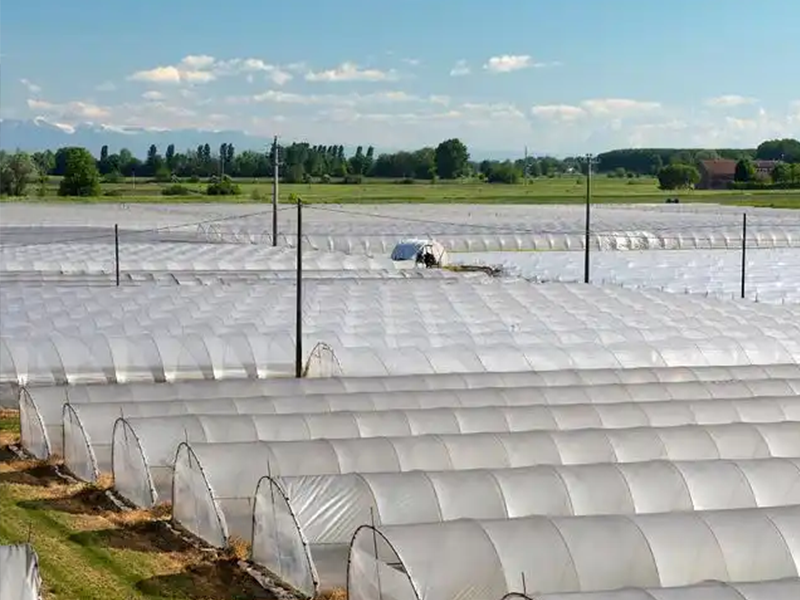 Nurturing the Land, Empowering Harvests: The Critical Role of Masterbatches in Modern Agricultural Films and Pipes